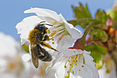 Biene (Andrena bicolor) an Kirschblüte (Prunus sp.)