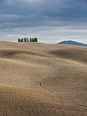 Cypress forest with hilly fields in San Quirco d'Orcia, Tuscany Italy