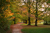 Weg unter Bäumen im Englischen Garten im Herbst am Nachmittag in München, Bayern\n