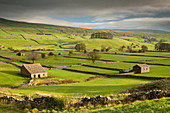 Stone barns and dry stone walls in the rolling countryside of Wensleydale near Hawes, Yorkshire Dales, Yorkshire, England, United Kingdom, Europe
