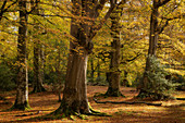 Mature beech woodland during autumn, New Forest National Park, Hampshire, England, United Kingdom, Europe