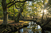 Early morning sunshine penetrates the deciduous woodland surrounding Ober Water near Puttles Bridge in the New Forest National Park, Hampshire, England, United Kingdom, Europe