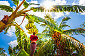 Bananenbaum in Vinales, UNESCO-Weltkulturerbe, Provinz Pinar del Rio, Kuba, Westindische Inseln, Karibik, Mittelamerika