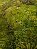Luftaufnahme der Reisterrassen von Jatiluwih, Tabanan, Bali, Indonesien, Südostasien, Asien
