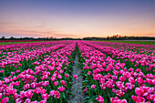 Tulpenfelder um Lisse, Südholland, Niederlande, Europa