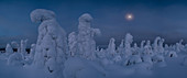 Mondaufgang über schneebedeckten Bäumen, Tykky, Kuntivaara, Kuusamo, Finnland, Europa