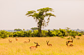 Antilope im Queen-Elizabeth-Nationalpark, Uganda, Ostafrika, Afrika