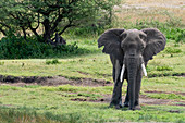 Afrikanischer Elefant (Loxodonta africana), Seronera, Serengeti-Nationalpark, UNESCO-Weltkulturerbe, Tansania, Ostafrika, Afrika