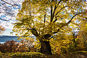 Alte Sommerlinde (Tilia platyphyllos) im Herbst, Haldenhof, bei Sipplingen, Überlingen, Bodensee, Baden-Württemberg, Deutschland