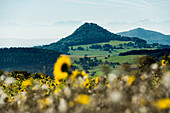 Panorama with Hegau volcanoes and Alps, at Engen, Hegau, Lake Constance, Baden-Württemberg, Germany