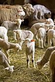 France, Vaucluse, Monieux, the farm of Viguier, merino lamb