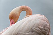 France, Bouches du Rhone, Camargue Regional Nature Park, Saintes Maries de la Mer, Ornithological Park of Pont de Gau, Greater flamingo (Phoenicopterus roseus)