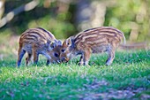 Frankreich, Haute Saone, Privatpark, Wildschwein (Sus scrofa), Ferkel