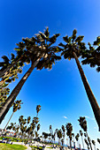 Palm trees and leisure facilities in a park on Venice Beach, California, USA
