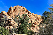Typische Felsformation und Kiefern vor blauem Himmel bei Sedona, Arizona, USA