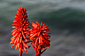 Tropische Blumenpracht mit roten Blüten am Strand von Laguna Beach südlich von Los Angeles, Kalifornien, USA