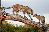A mother leopard, Panthera pardus, walks down a dead log to its cub, paw in the air. Looking out of frame.