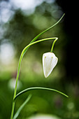 Zarte weiße Blüte einer Schachbrettblume (Snake's Head Fritillary) auf einer Wiese