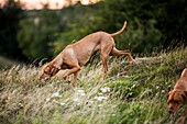 Vizla dog walking on a meadow, sniffing ground.