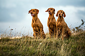 Portrait of three Vizla dogs sitting on a meadow.