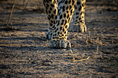 A close-up of a leopard's, Panthera pardus, legs and paws.