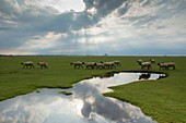 France, Manche, Mont Saint Michel Bay listed as World Heritage by UNESCO, sheep in the salted marshes and Mont Saint Michel
