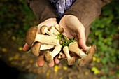 France, Oise, mushroom hunting