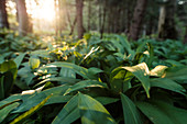 Bear's garlic in the evening sun in the forest, Berg am Starnberger See, Bavaria, Germany