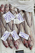 Fischmarkt in Petershead, Aberdeenshire