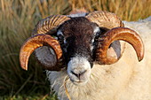 Wollproduzenten auf Harris, Äußere Hebriden