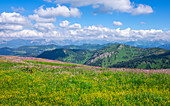 Blumenwiese im Gebirge der Nagelfluhkette im Sommer, Allgäu, Oberstaufen, Bayern