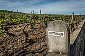 Markierung, Weinberg des Hauses Taittinger von Champagne, Hänge des Reims-Berges, Marne, Grand Est-Region, Frankreich