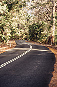 Road in Boranup Forest in Margaret River, Western Australia, Australia, Oceania