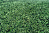 Boranup Forest in Margaret River, Westaustralien, Australien, Ozeanien