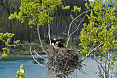 Bald Eagle (Haliaeetus leucocephalus) adult pair with chick, at nest in tree, Yukon River, Yukon, Canada, June
