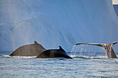 Drei Buckelwale tummeln sich vor einem Eisberg, Diskobucht, Kangia Eisfjord bei Ilulissat, Westgrönland, Grönland