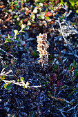 Arctic flora in West Greenland; around Qeqertarsuaq; typical tundra vegetation adapted to the climate; only plants of low growth; in the center an already faded, candle-like plant; in the background dwarf birches, also called polar birches