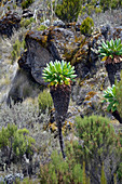 Kilimanjaro, rocky mountain landscape, typical vegetation, conifers, giant senecias, lichens and mosses, grasses