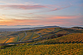 Sunset, view from the Mondhalde towards Burkheim over the vineyards, Kaiserstuhl, Baden-W? Rttemberg, Germany, Europe
