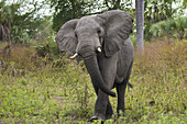 AFRICAN ELEPHANT (Loxodonta africana) male threat display, Gorongosa National Park, Mozambique. Vulnerable species