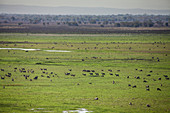 WATERBUCK (Kobus ellipsiprymnus) herd, Gorongosa National Park, Mozambique.