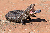 Shingle-back Lizard Tiliqua rugosa