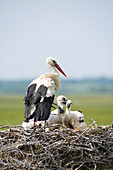 White stork with youngs on the nest (Ciconia ciconia), France