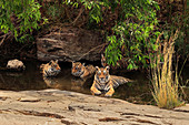 Bengal Tiger (Panthera tigris), Weibchen T19 Krishna und Familie im Wasser, Ranthambhore, Indien
