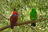 Eclectus Parrot\nEclectus roratus\nMale and female\nCaptive