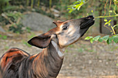 Okapi (Okapia johnstoni), gefährdete Arten (in Gefangenschaft)