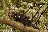 Beutelteufel, auch Tasmanischer Teufel (Sarcophilus harrisii) Jungtier klettert auf Baum, Tasmanien, Australien