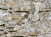 Close-up of a Least carpet moth (Idaea rusticata) resting camouflaged on a birch tree in a Norfolk garden in summer UK