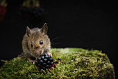 Wood mouse, Apodemus sylvaticus, feeding on blackberries, late summer in an Oxfordshire meadow.