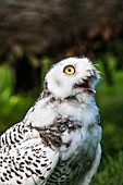 Snowy Owl juvenile (Nyctea scandiaca) close up on grass